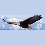 Radio Alas de Águilas 107.5 FM logo